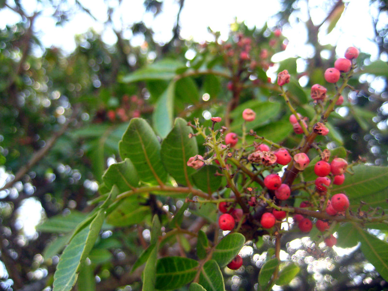 Brazilian Pepper/Florida Holly